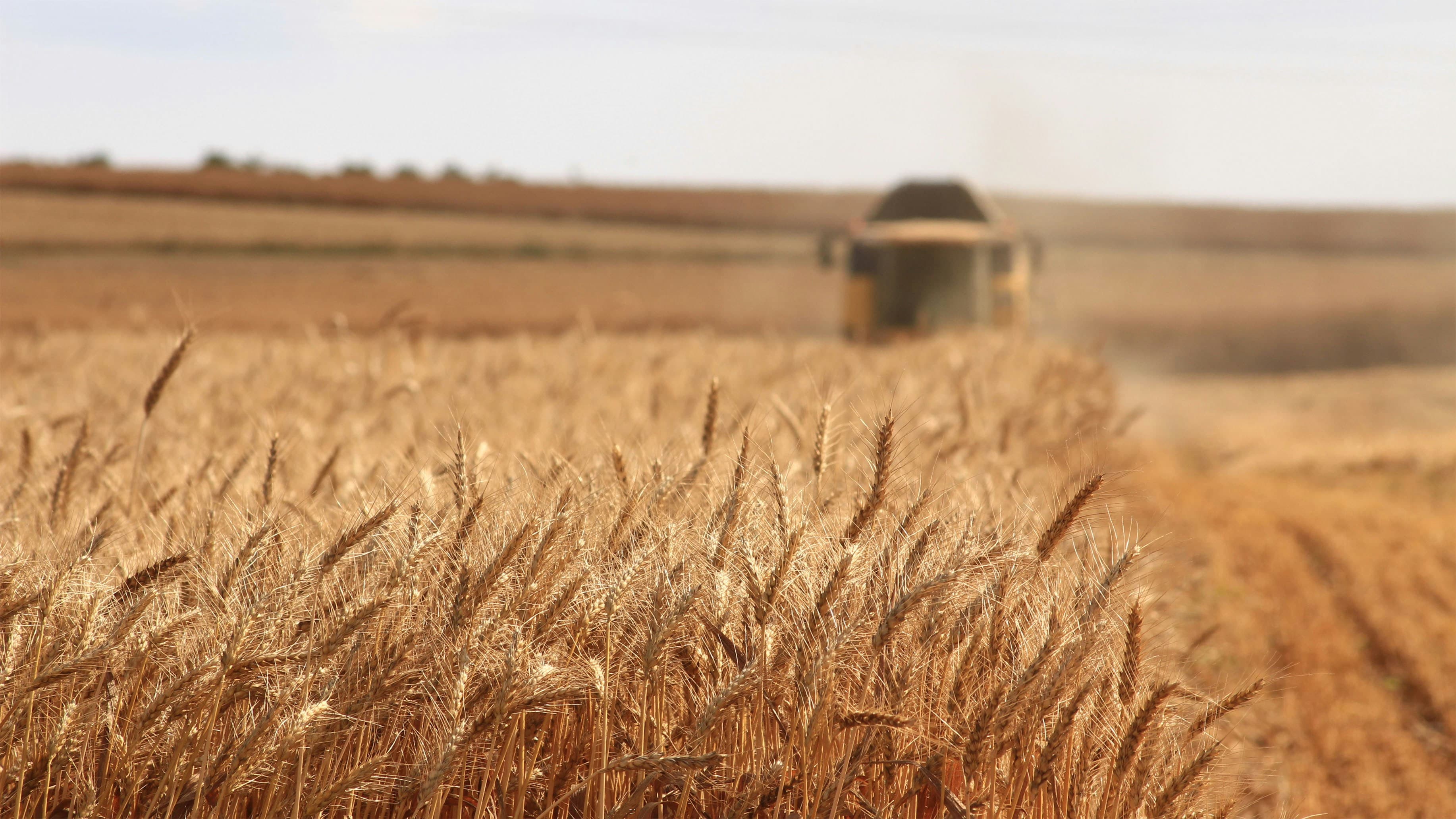 Wheat field